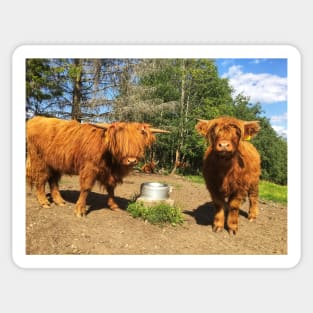 Scottish Highland Cattle Calves 2049 Sticker